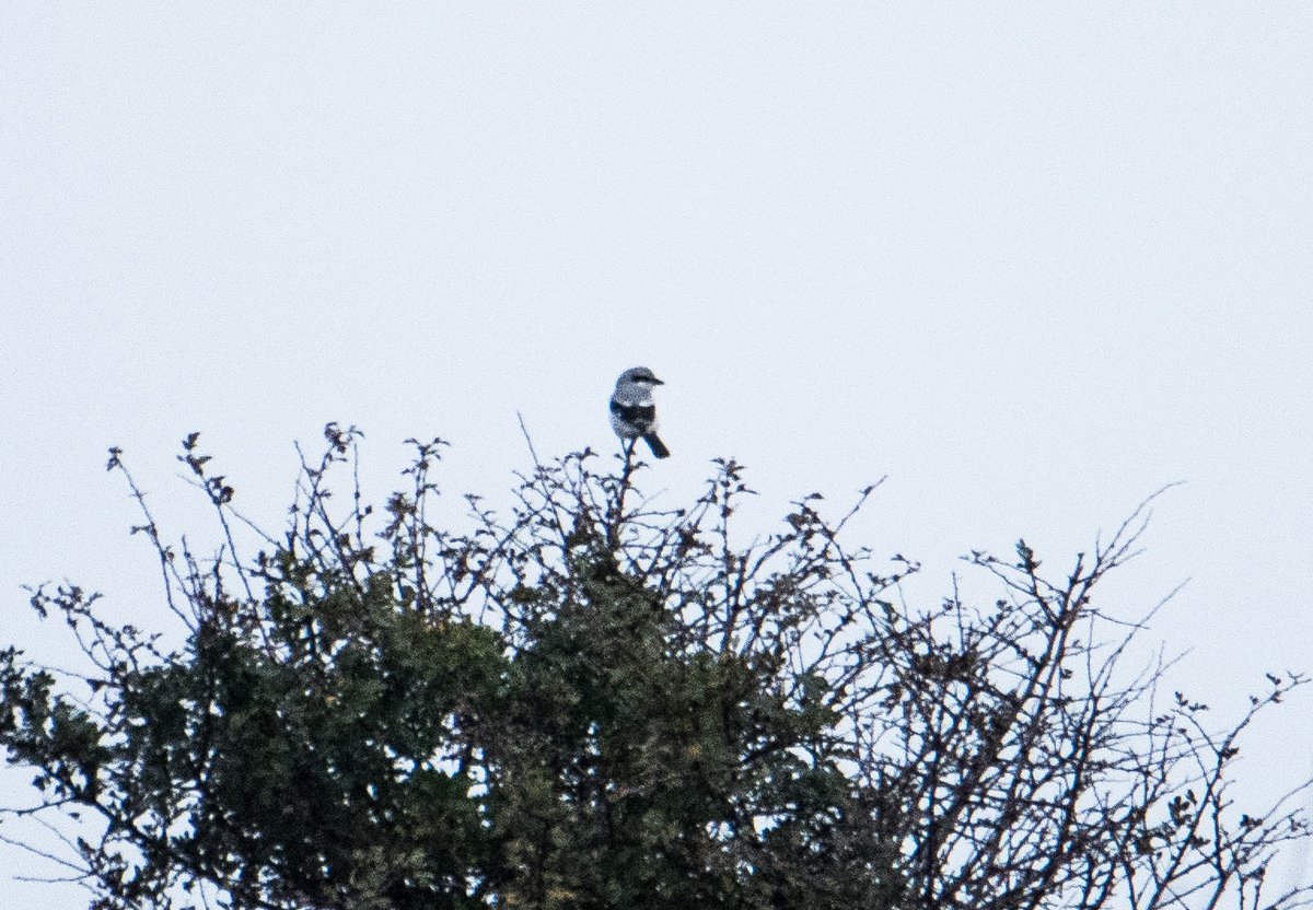 paulweddle tweet media