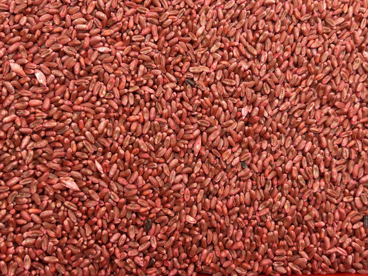 Serai- je le seul <a href="/intercereales/">Intercereales</a> <a href="/AGPB_Cerealiers/">AGPB-Les Nouveaux Céréaliers</a> <a href="/anmfmeunerie/">ANMF I La Meunerie Française recrute ! 🔍</a> <a href="/plumedeschamps/">Eric de LA CHESNAIS</a> <a href="/GuyotVincent02/">GUYOT Vincent</a> <a href="/AnnieGenevard/">Annie Genevard</a> <a href="/FrancoisArnoux/">Francois Arnoux</a>
Avec <a href="/OlivierCOSTE2/">Olivier COSTE</a> à ouvrir les semoirs pour anticiper la récolte 2026?
<a href="/PortierArthur/">Arthur Portier</a> <a href="/FranceAgriMerFR/">FranceAgriMer</a> 

#OnMarcheSurLaTête <a href="/BarjotNicolas/">Nicolas Barjot</a>