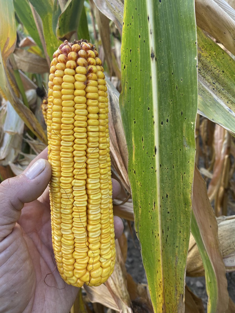 Cheech_Cheech's tweet image. No troubles finding some late tar spot infection in these Durham Region fields walking some test plots today. Got going to late to impact yield this year, but stay vigilant and remember Tar Spot strategy for 2026 starts with your hybrid selections @PioneerSeedsCA