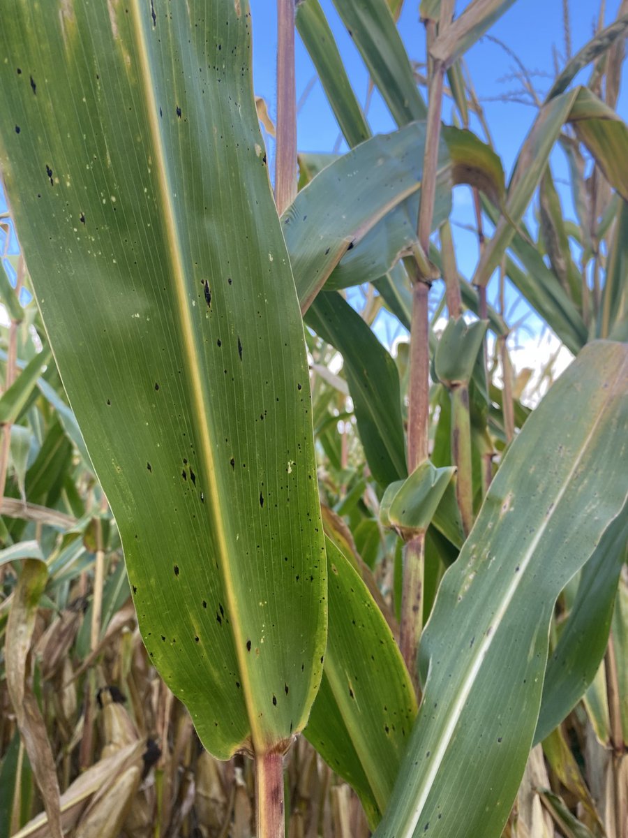 Cheech_Cheech's tweet image. No troubles finding some late tar spot infection in these Durham Region fields walking some test plots today. Got going to late to impact yield this year, but stay vigilant and remember Tar Spot strategy for 2026 starts with your hybrid selections @PioneerSeedsCA