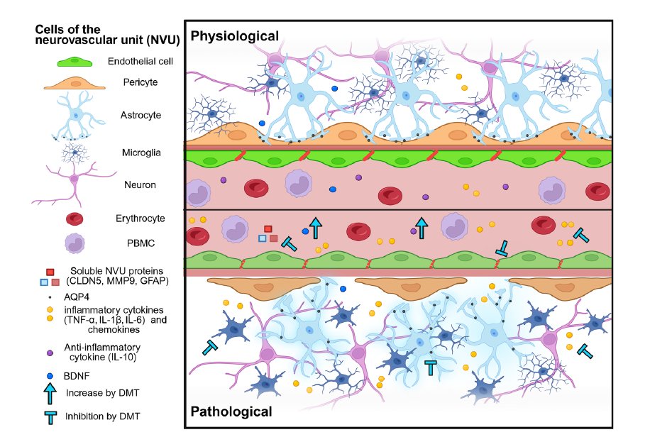 WilliamWallace's tweet photo. How the blood–brain barrier protects (and sometimes fails)

The blood–brain barrier (BBB) is a tightly regulated gateway separating the brain from circulating blood. It’s made of specialized endothelial cells, pericytes, and astrocytes that form the neurovascular unit, working together to decide what gets in and out.

1️⃣ In a healthy state
The BBB allows essential nutrients—like glucose, amino acids, and oxygen—to enter while keeping out toxins, pathogens, and immune cells. Tight junction proteins seal the spaces between cells, and astrocytes help regulate water and ion balance. Microglia patrol for signs of trouble while maintaining calm, anti-inflammatory signaling.
🟢 Example: brain-derived neurotrophic factor (BDNF) moves across the BBB to support learning and repair.

2️⃣ When the barrier breaks down
Inflammatory cytokines (like TNF-α, IL-1β, and IL-6) loosen those tight junctions, allowing immune cells and harmful molecules to leak into brain tissue. This triggers oxidative stress and microglial activation, which can damage neurons and accelerate disease.
🟢 Example: chronic stress, infection, or neurodegenerative conditions like Alzheimer’s can disrupt the BBB, leading to inflammation and cognitive decline.

The BBB acts like the brain’s border patrol—permeable enough to supply fuel, but selective enough to preserve neural stability. When its integrity falters, even small leaks can have outsized effects on brain function and mental health.