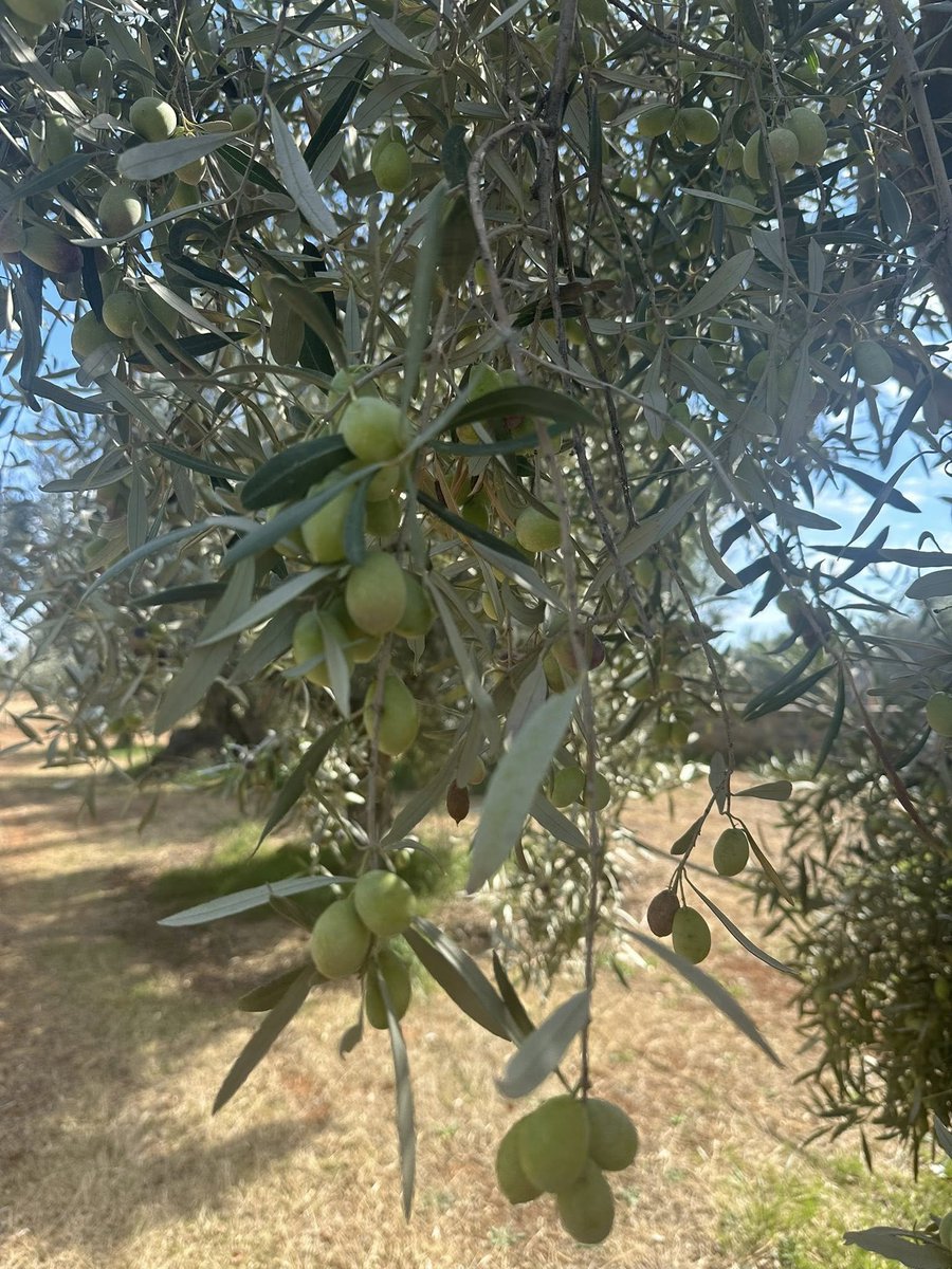 MedCruises's tweet image. The Mediterranean is alive with the rhythm of the olive harvest, sunlit groves, silver leaves, and baskets brimming with green gold.

Taste the season with AnemosTours.com

#OliveHarvest #MediterraneanLife #GourmetTravel #AnemosTours #SeasonalEscape