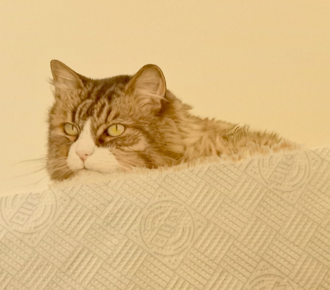 Steven1Howard's tweet image. Cats have lots and lots of fur. 🥰 @HowardGallery @TrenthamEstate