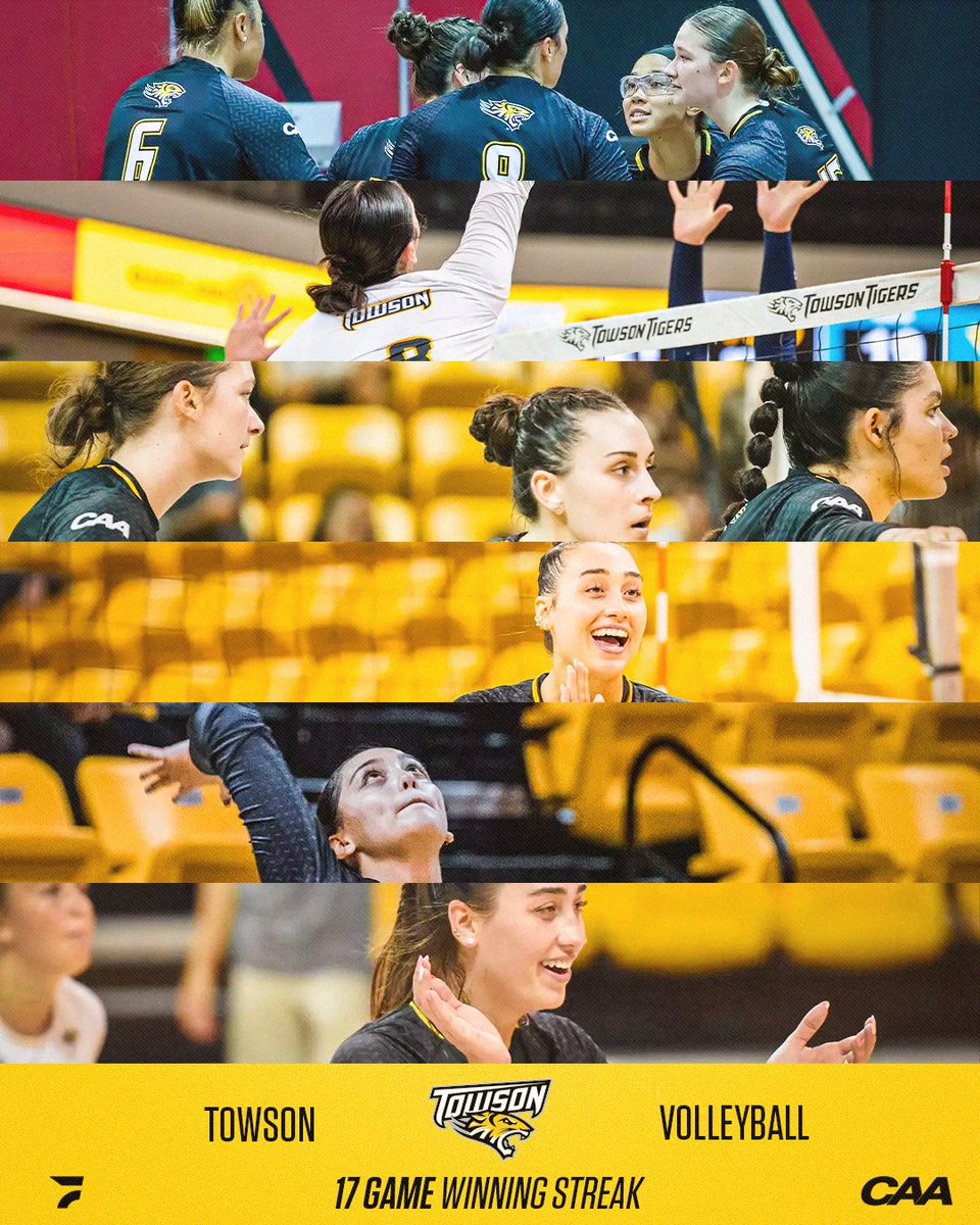 FloCollegeVB's tweet image. The Tigers are looking SCARY 🤯🔥

Towson is on a 17 game winning streak, are undefeated in conference play, and are in 1st place in the CAA! They take on Elon this Friday, live on FloCollege 🏐

#CAAVB | @CAASports | @Towson_VB