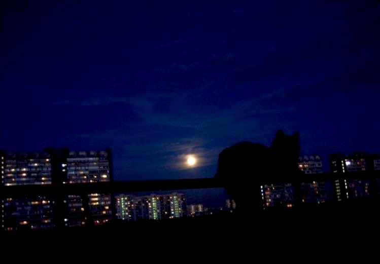 Beau Jones tweet media