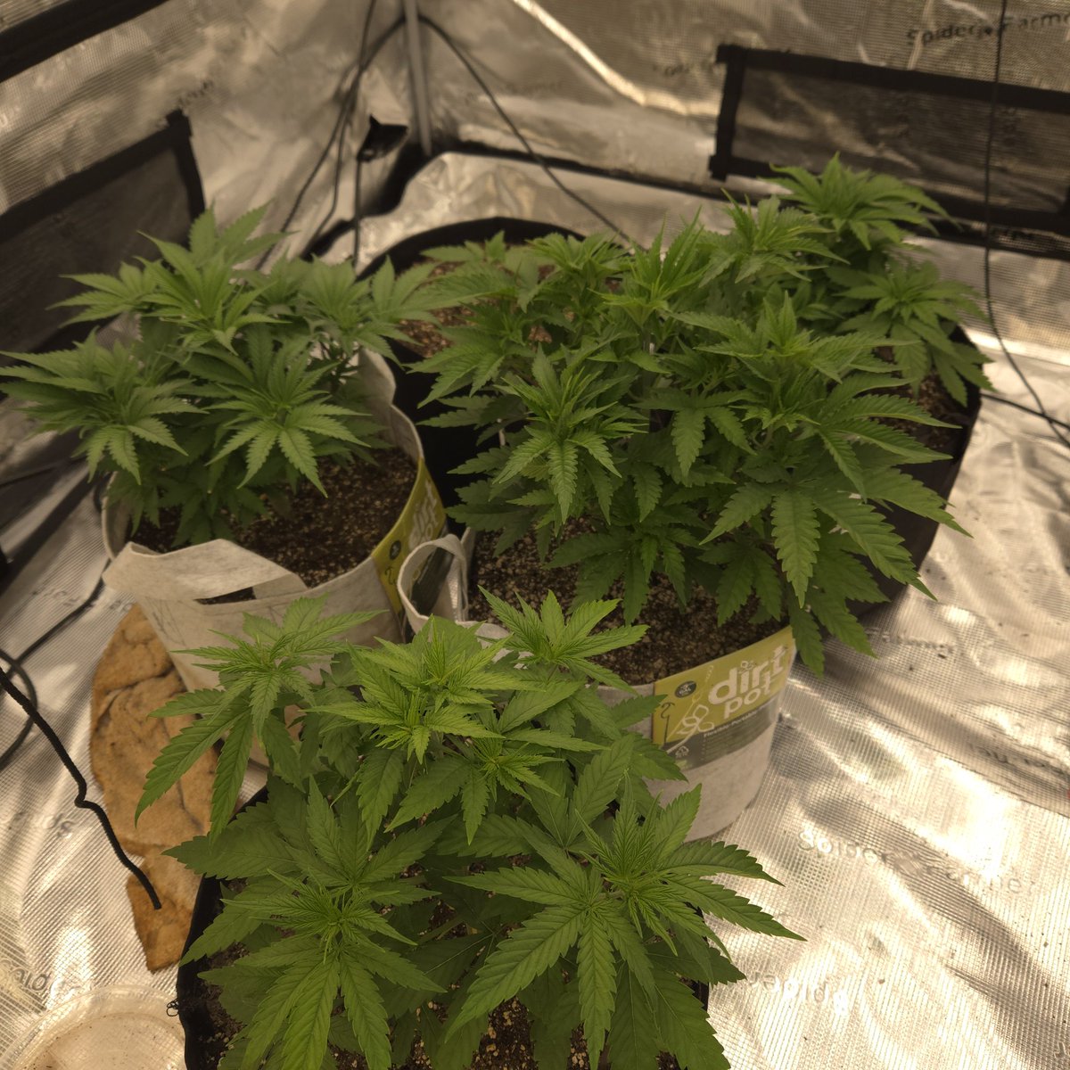 ElevatedExpdton's tweet image. Grow your own medicine
