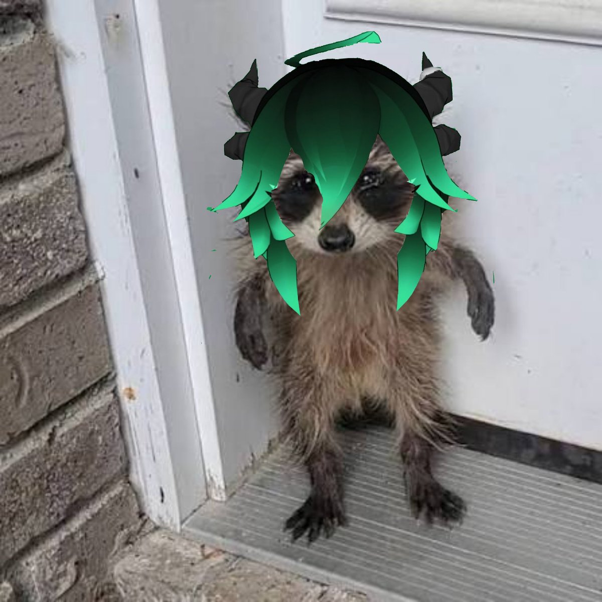 Itsgrowls's tweet photo. 🦝 https://t.co/w1yrMTTJ7F