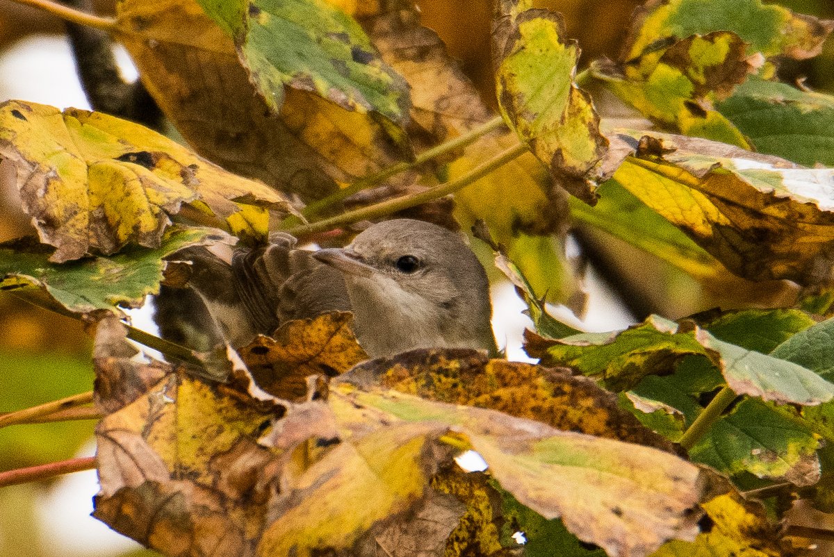 paulweddle tweet media