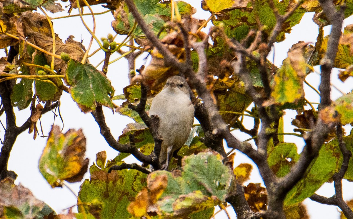 paulweddle tweet media