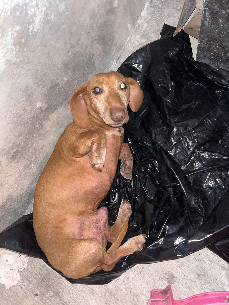 Amigos del cuartel🐾
Este abuelito fue encontrado en la calle hace un par de semanas y nadie lo ha buscado. Vamos a recibirlo en el cuartel pues ya no pueden seguir resguardándolo. 
El costo de su traslado es de $900 viaja desde la zona alta de Iztapalapa hasta Ecatepec. Una