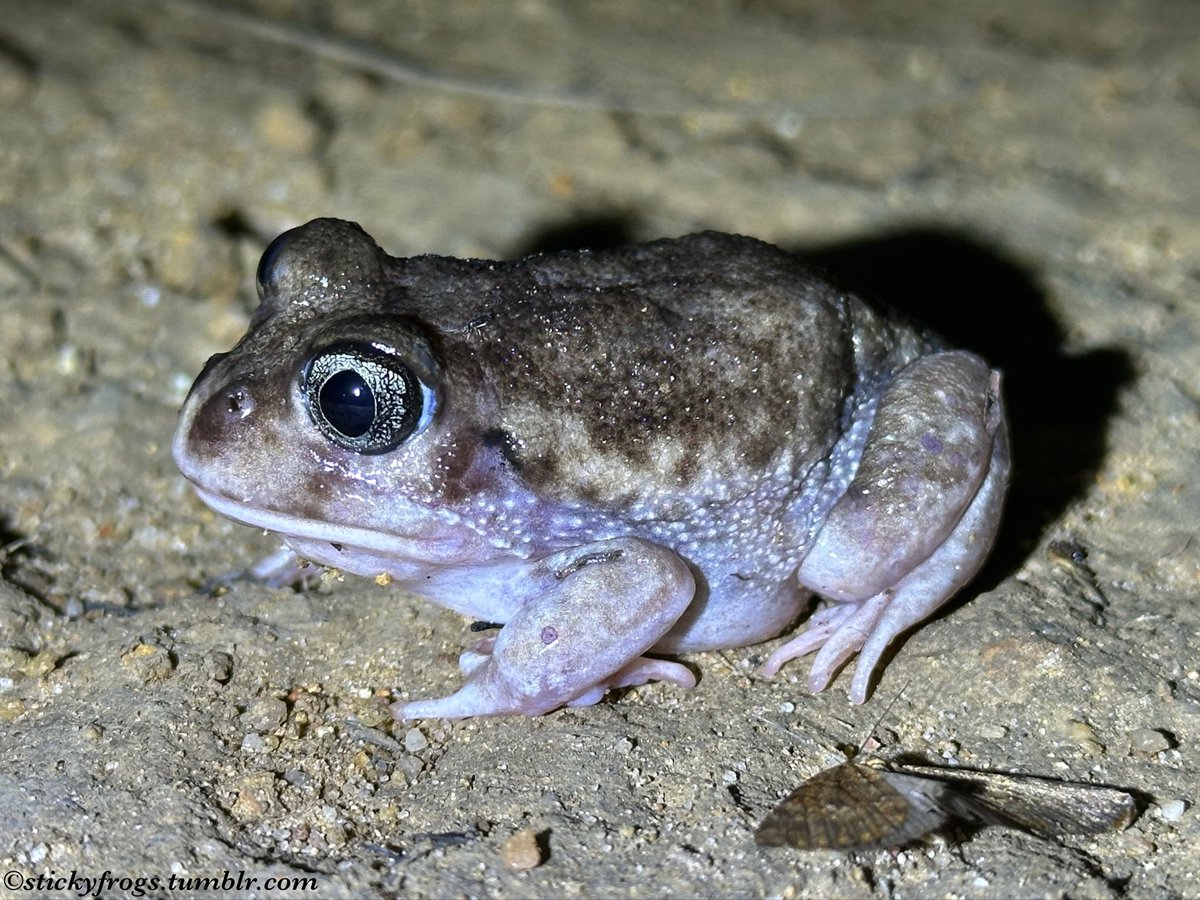 These Spectacular Friends from Perth are the Motorbike Frog &amp; the Moaning Frog! The Motorbike Frog sounds like a motorbike changing gears when it calls! The Moaning Frog also gets its name from its call, which is often loud enough to disturb people’s sleep in the breeding season!