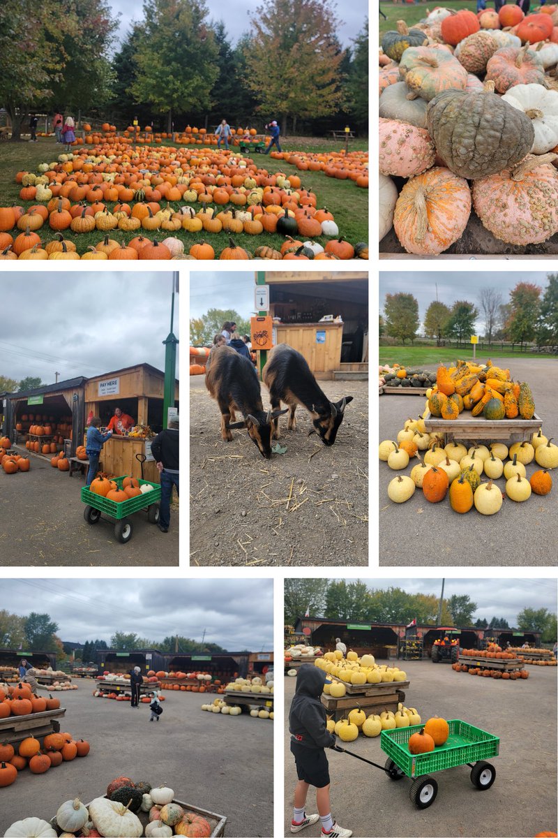 BrianSaunderson's tweet photo. 🍁 Fall is here in Simcoe-Grey! From pumpkin patches to scenic drives, there’s so much to enjoy. 🎃
What’s your favourite fall activity or favourite autumn spot in our riding? Share a photo or comment below! 📸👇
#SimcoeGrey #FallInOntario #CommunityPride https://t.co/xuXG99t8Q2