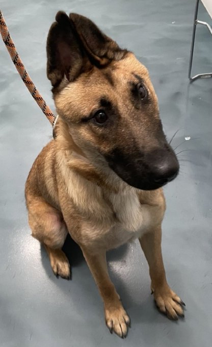 🆘 Kill Command 🆘 
Kiki 3yrs 237254 #NYCACC 
Gorgeous girl has had no chances she's an amazing pup needs out Urgently Dm <a href="/CathyPolicky/">Cathy Policky</a> #FostersSaveLives #Pledge4Rescue Save Kikis Life 🙏💔