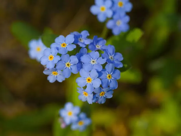 Você VS Sua flor favorita

Myotosis - não-me-esqueças 
aparentemente significa recordação, fidelidade e amor verdadeiro, simboliza tb a caridade e a fraternidade