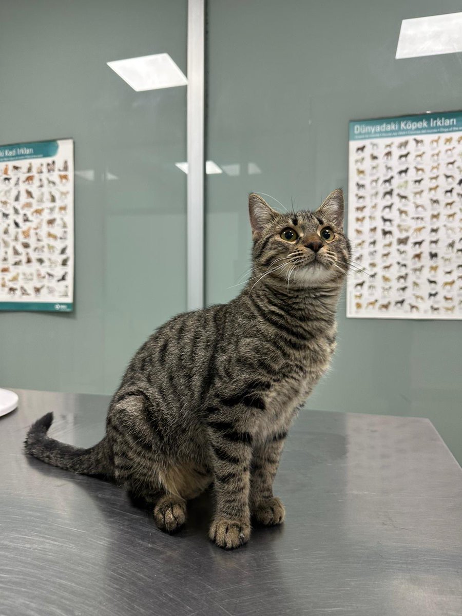 Bu miniğe araba çarpmıştı ve yürüyemiyordu ama tedaviyle yürümeye başladı🥹😍🥲 tedavisi tamamlandı. Tekrar aynı yere bırakmak istemiyoruz. Nolur yayalım onu sokaktan kurtaracak meleğini arıyoruz 🙏🏻💓