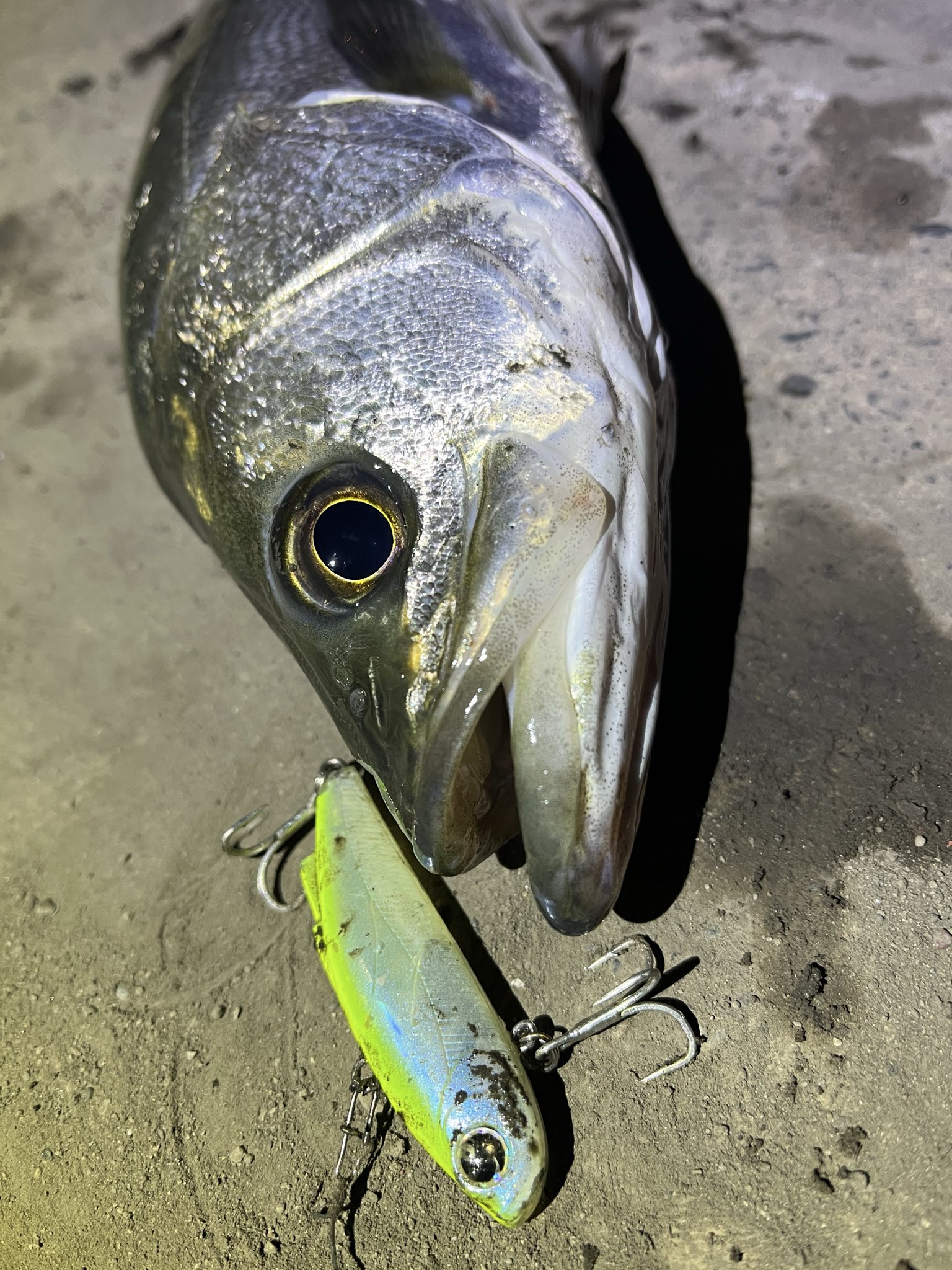 ランカー釣りたいマン on X: 