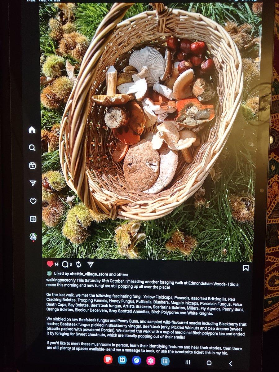 Edmondsham range of Fungi autumn 2025