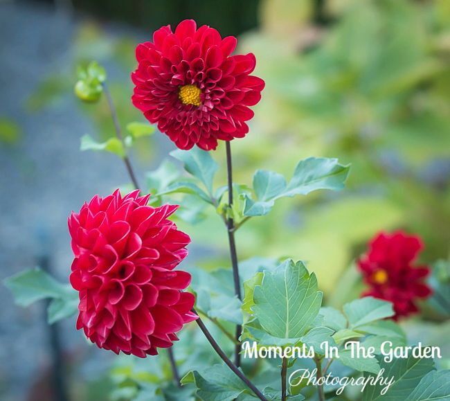 MomentsintheG's tweet image. Temperatures dropping at night.  Starting to move tender plants into greenhouse and digging up dahlia tubers.  #winterizing #dahliatubers #tempsdropping #momentsinthegardenphotography