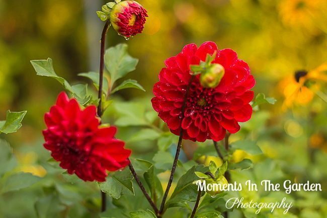 MomentsintheG's tweet image. Temperatures dropping at night.  Starting to move tender plants into greenhouse and digging up dahlia tubers.  #winterizing #dahliatubers #tempsdropping #momentsinthegardenphotography