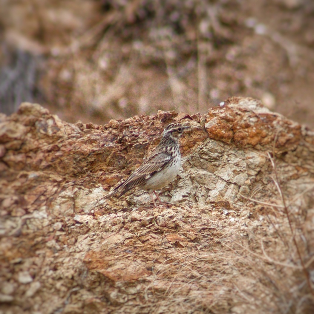 1100d , not so bad ?
#birding