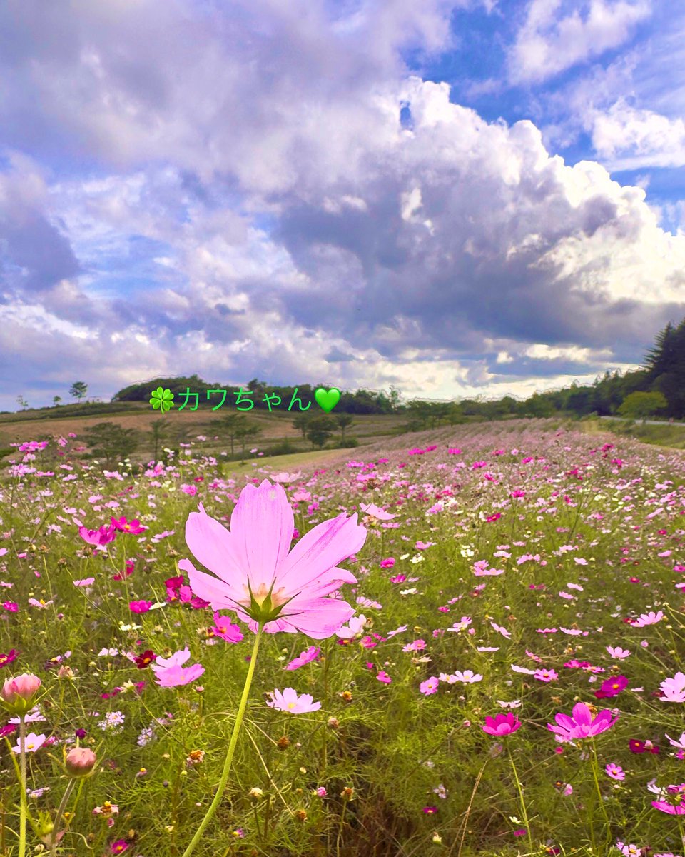 お部屋に癒しの空間を✳秋色コスモスのお花の小物入れ　スクエア型 👨‍🎓カワちゃん🌸🌹 (@kawa_chan0830) / Posts / X