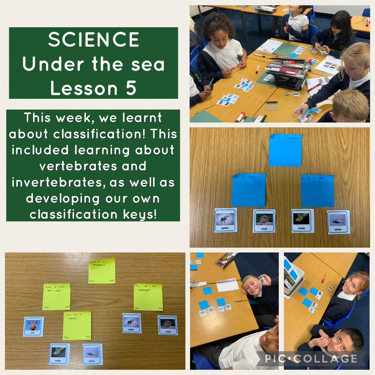 Gorsefield's tweet image. As a scientist, can you use a classification key? Our year 4 children certainly can! #scientists #learningwithoutlimits