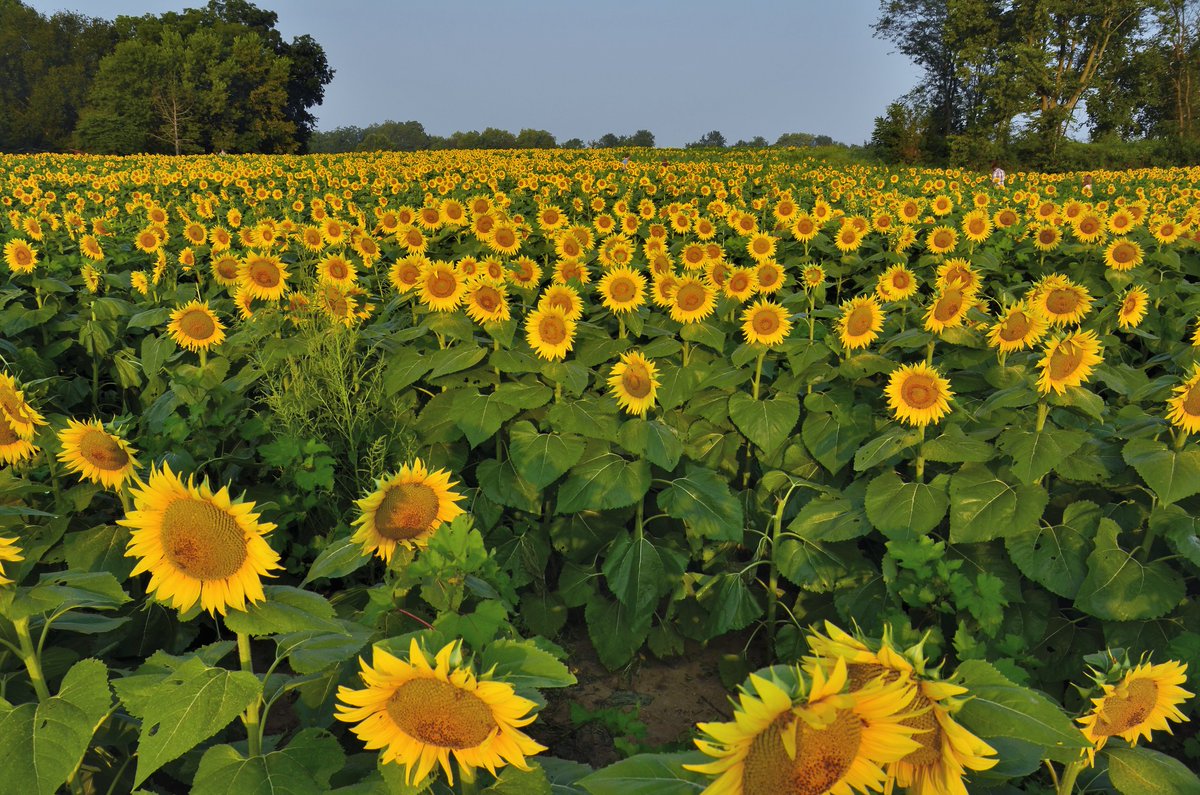 102 Calls for Submissions in October 2025 - Paying markets. #writingtips #amwriting #publishing #writing #pubtip #WritingCommunity  publishedtodeath.blogspot.com/2025/09/75-cal…