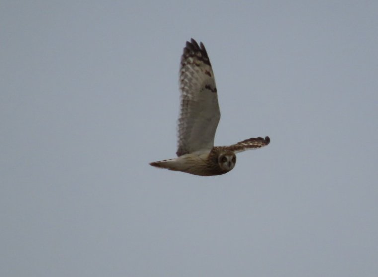 Tom Mabbett tweet media