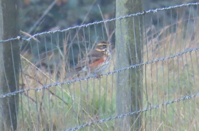 Tom Mabbett tweet media