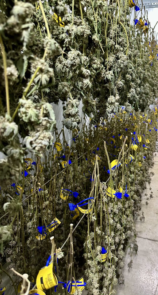 onepuffsenough's tweet photo. Working in everyones favorite room today 🍃💨
#goodlife #goodextracts https://t.co/ElbbOCza4H