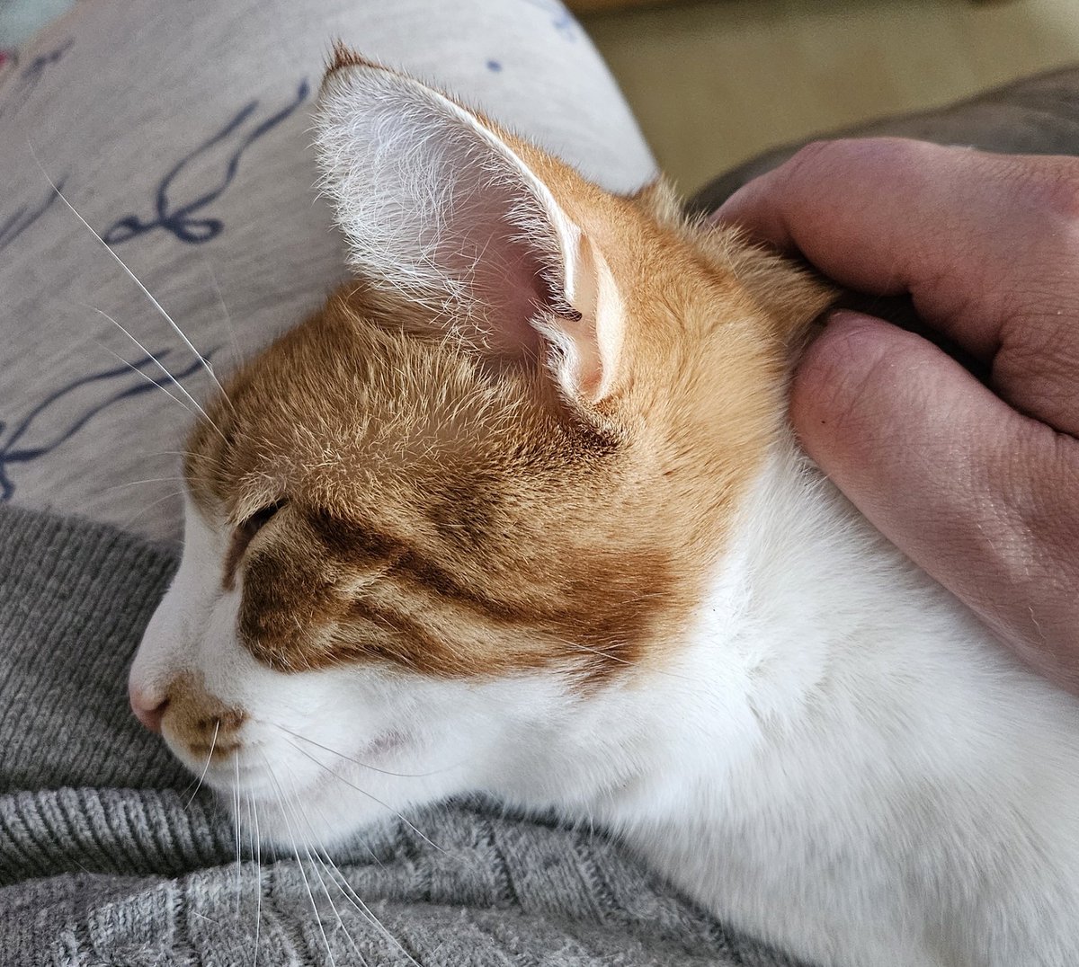 🐈💕😍 Goodnight to all my fur friends sweet dreams 💤 love from Rusty 😍💕🐈

#CatsOfTwitter #CatsOnTwitter #Cat #cats #CatsAreFamily