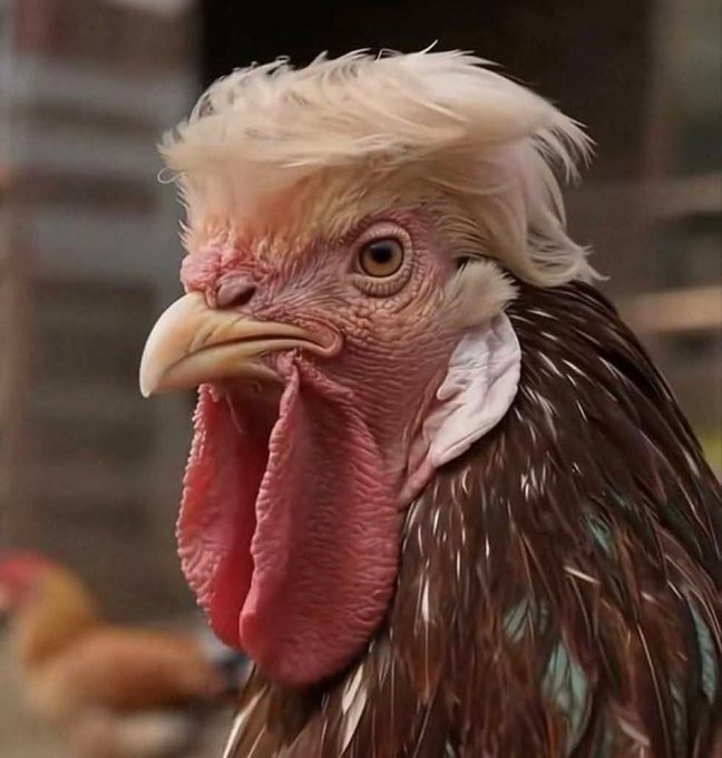 Clitical Hit tweet media