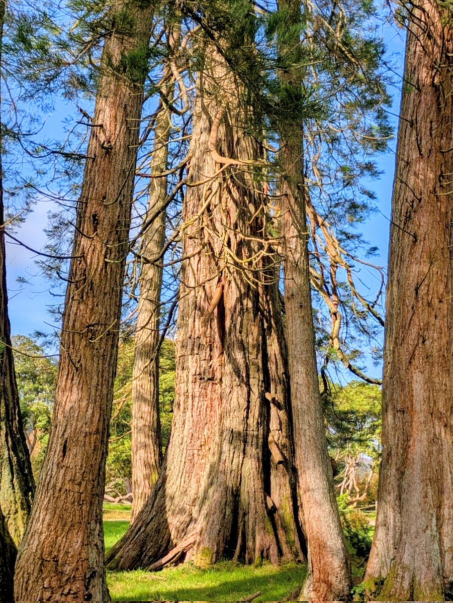 #thicktrunkTuesday  An enormous thick trunked larch tree surrounded by several thinner ones at Fell Foot Cumbria.