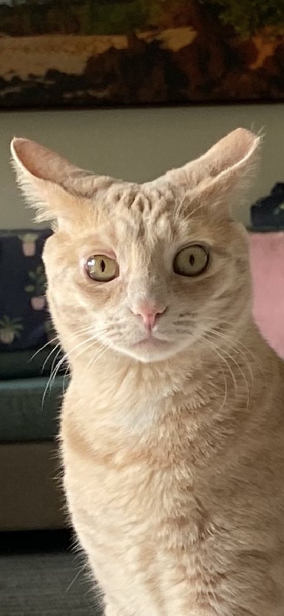 TheOneAbsolute's tweet image. Keanu's reaction when I start talking about Spirit Guides...😇🔮💕