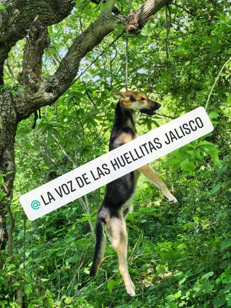 ¿Y que hará al respecto la <a href="/FiscaliaJal/">Fiscalía del Estado de Jalisco</a> ? 2 nuevos casos. Es un horror la crueldad y sobre todo la indiferencia de quienes presencian estos actos. NO SEAS CÓMPLICE. #Camichines. Mpio de #Cocula #Jalisco. <a href="/GobiernoJalisco/">Gobierno de Jalisco</a>