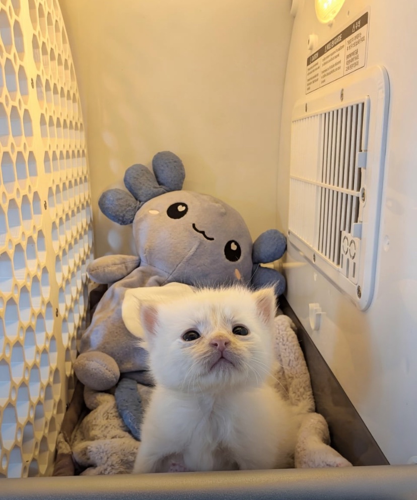 This is Marshmallow. Marshmallow is literally in jail for assaulting his siblings.

he still gets to hang out with them during the day when I can supervise, just can't trust him overnight