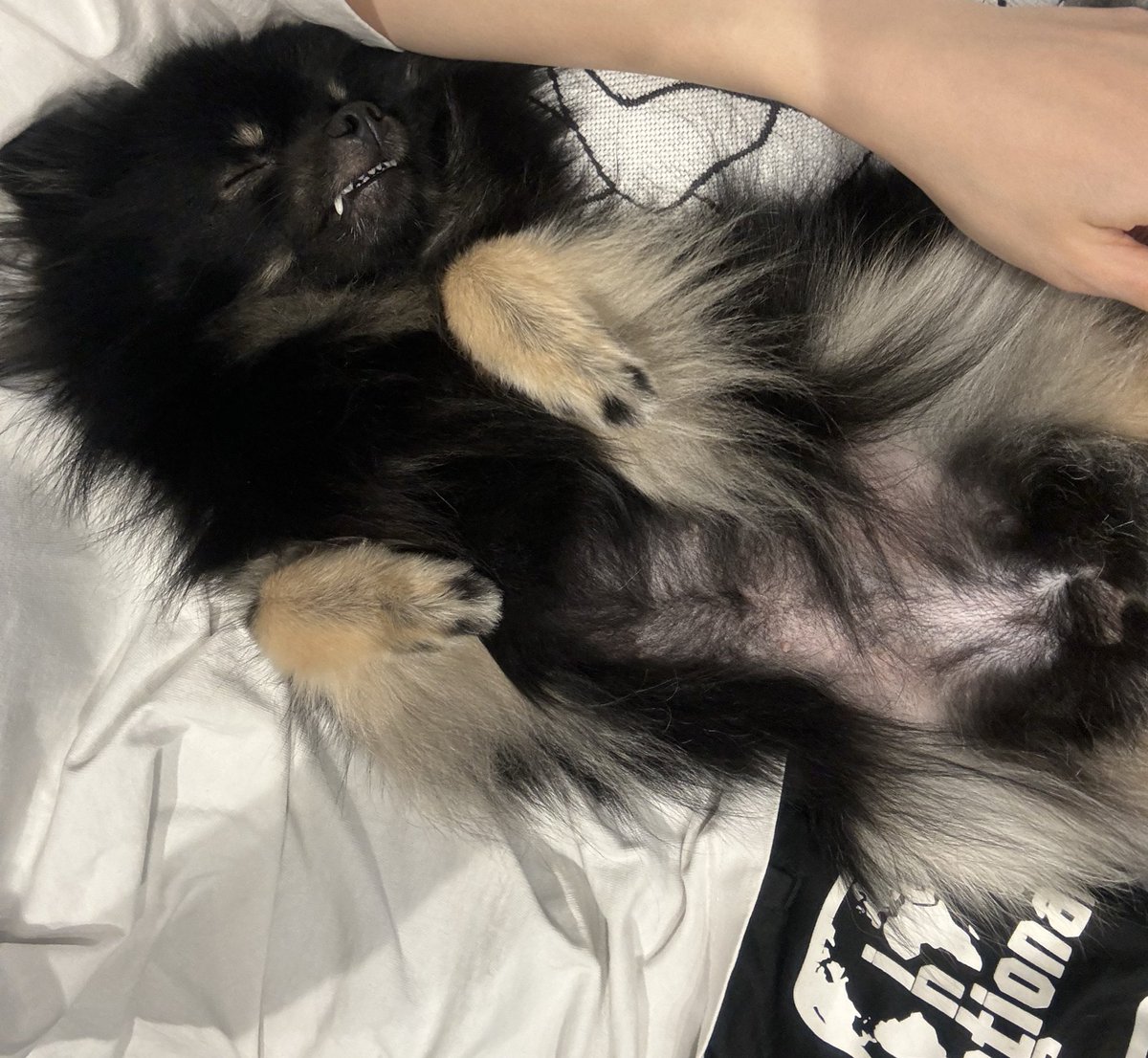 ポメころび❤️ ちぷひま🐻🌻ポメラニアン (@chip1121pom) / Posts / X