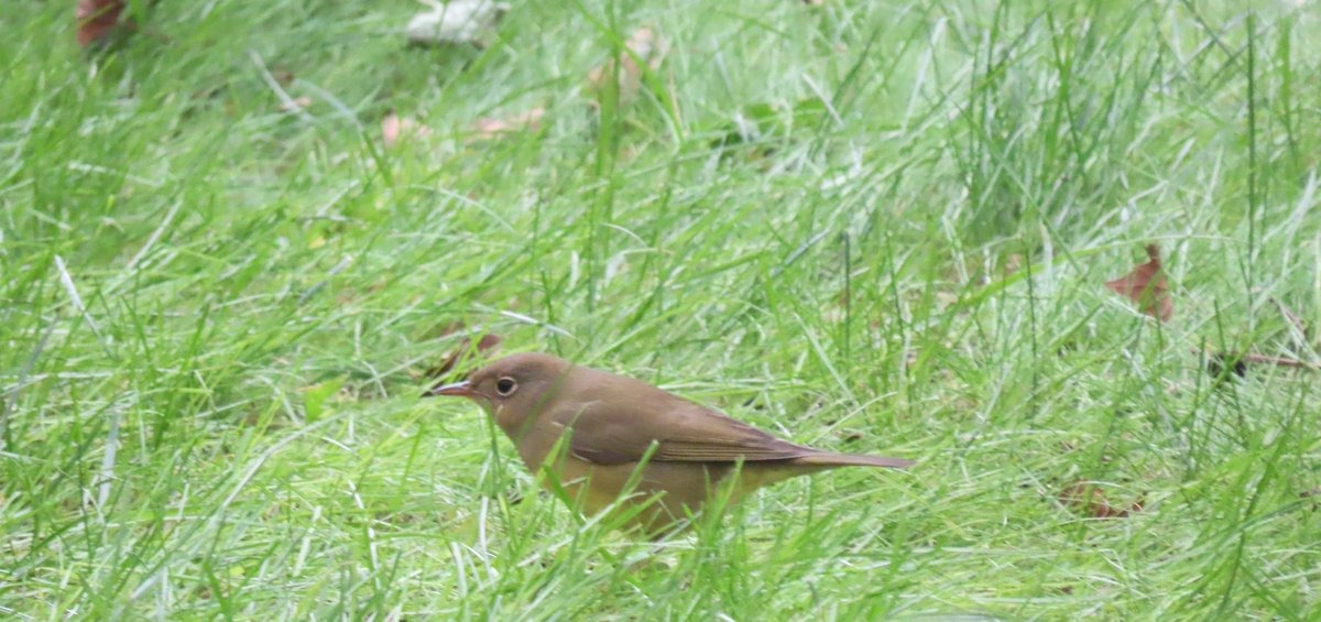 alexmwang1992's tweet image. The Connecticut warbler was in Trinity Church (in the Financial District) this evening. @BirdCentralPark #birdcpp