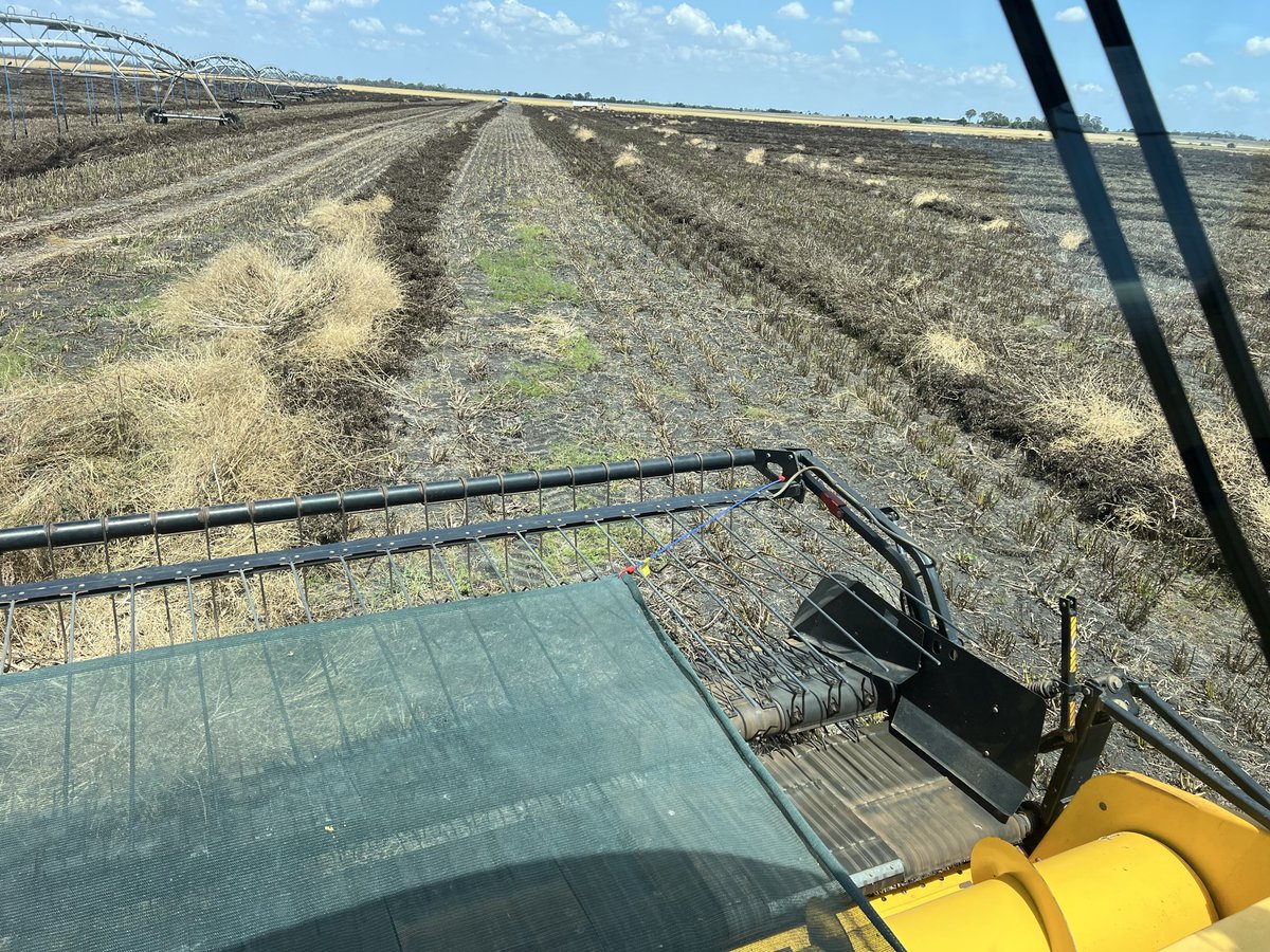 First block of harvest. Contract faba beans.