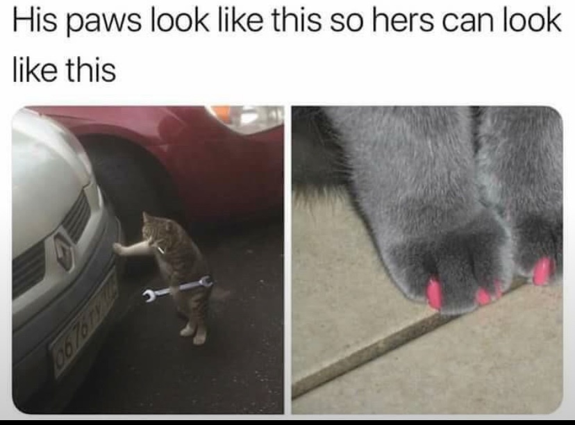 catshealdeprsn's tweet image. Taking kitty to the vet.