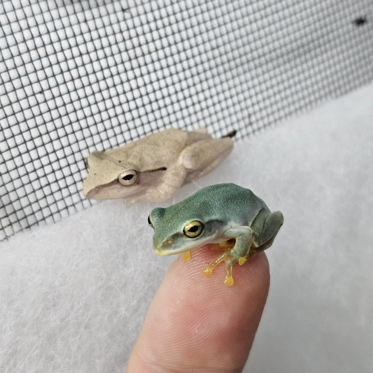 Brown tree frog