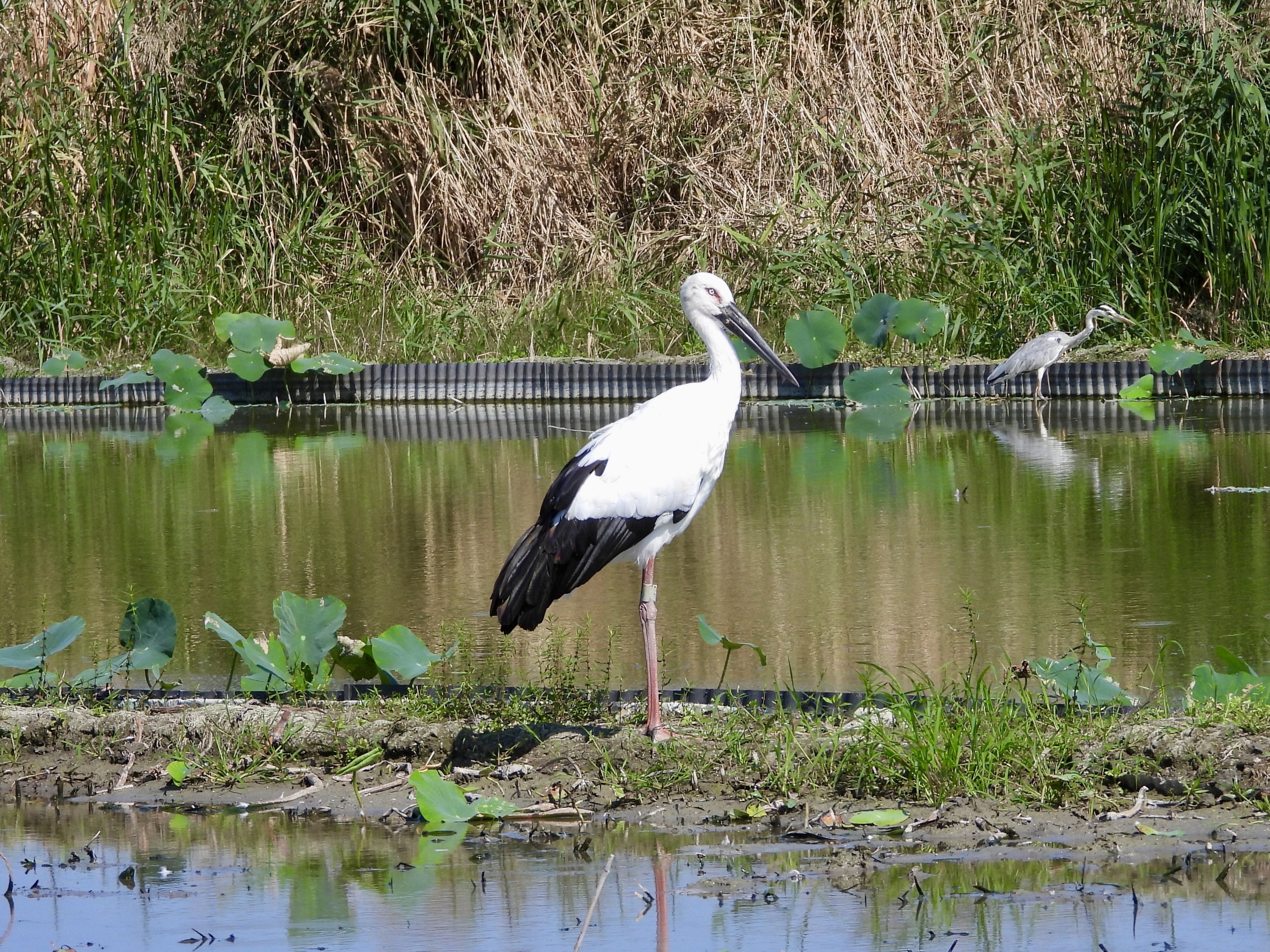 鳴門コウノトリ on X: 