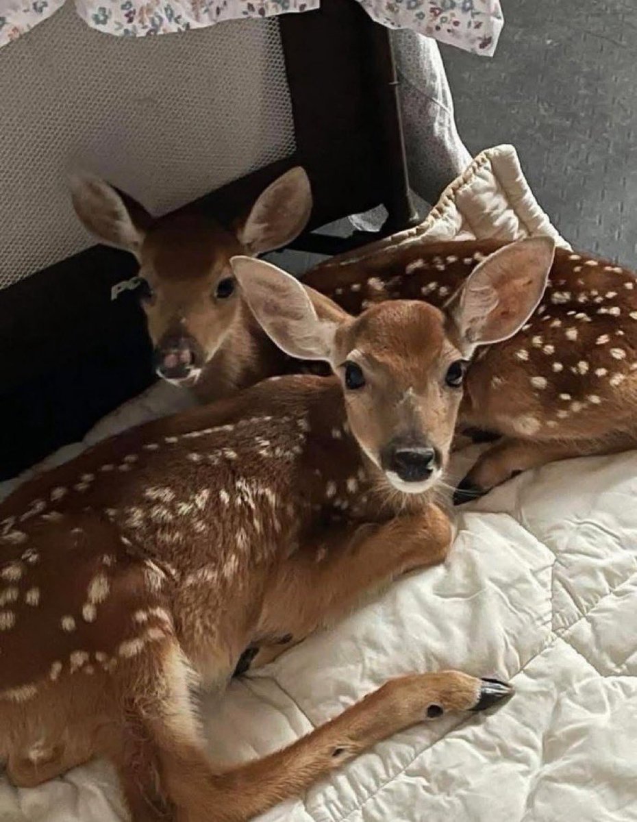 fawns's tweet photo. me and twin https://t.co/5xu2HEqtOJ