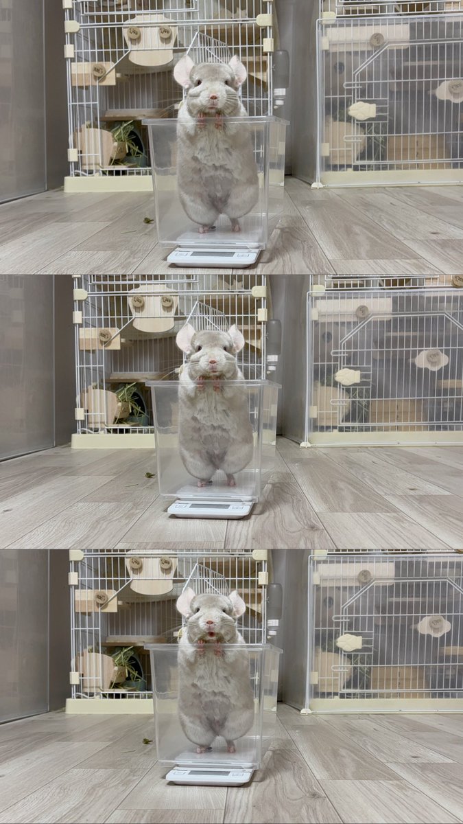 くまおのままお (@neko_no_hanatan) / Posts / X