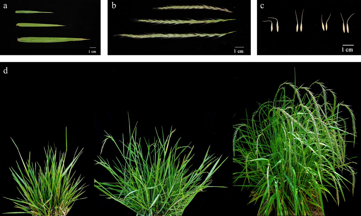 #GrassResearch #ElymusSibiricus #Genetics #QinghaiTibetPlateauGrass
Altitude (not geography) shapes its genetic/phenotypic diversity; Ltc0121 marks yield/flowering traits; TZ03 needs in/ex situ conservation.
<a href="/MaximumAcademic/">Maximum Academic</a> <a href="/iLZU1909/">Lanzhou University</a>
Details: maxapress.com/article/doi/10…