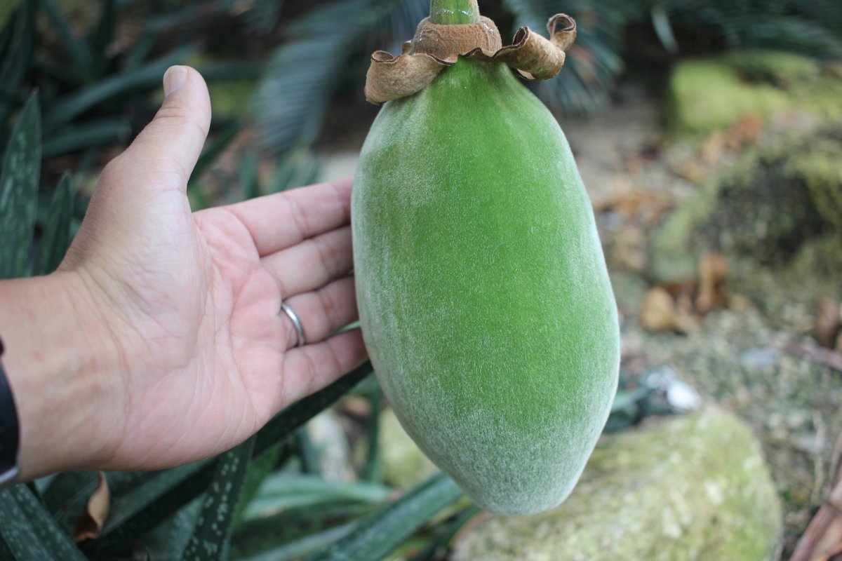 ♡baobab様ご確認♡ 〇 -｡)アーーーン💭 あくび顔Loverのみなさま、おまたせしました