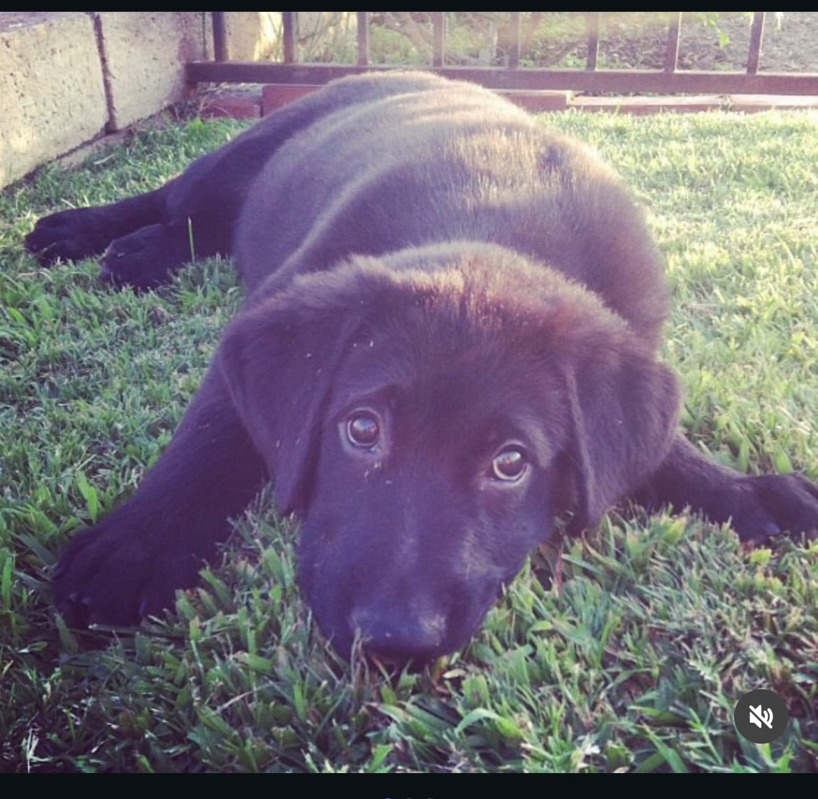 manemjef_'s tweet photo. Just got home from saying goodbye to the bestest boy ever. You were the funniest little dumdum any guy could ask for. https://t.co/6l72iwwM4u
