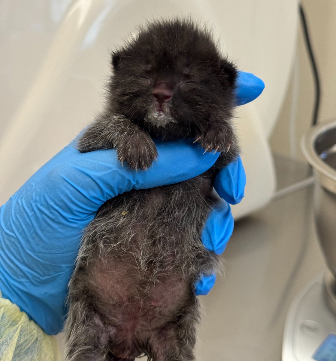 Milk drunk! 🍼

Ravenclaw is just one week old and already rocking the perfect milk mustache and a food coma. 

Ravenclaw and her brother Slytherin need a foster home, and they’re not alone. 

We currently have more than two dozen kittens who need fosters: bit.ly/41CZ3n7