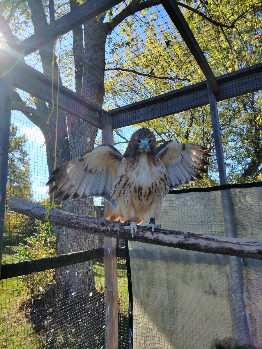 KevinFallout420's tweet photo. #wildkritters love volunteering #redtailhawk https://t.co/YYsJXJp1hK