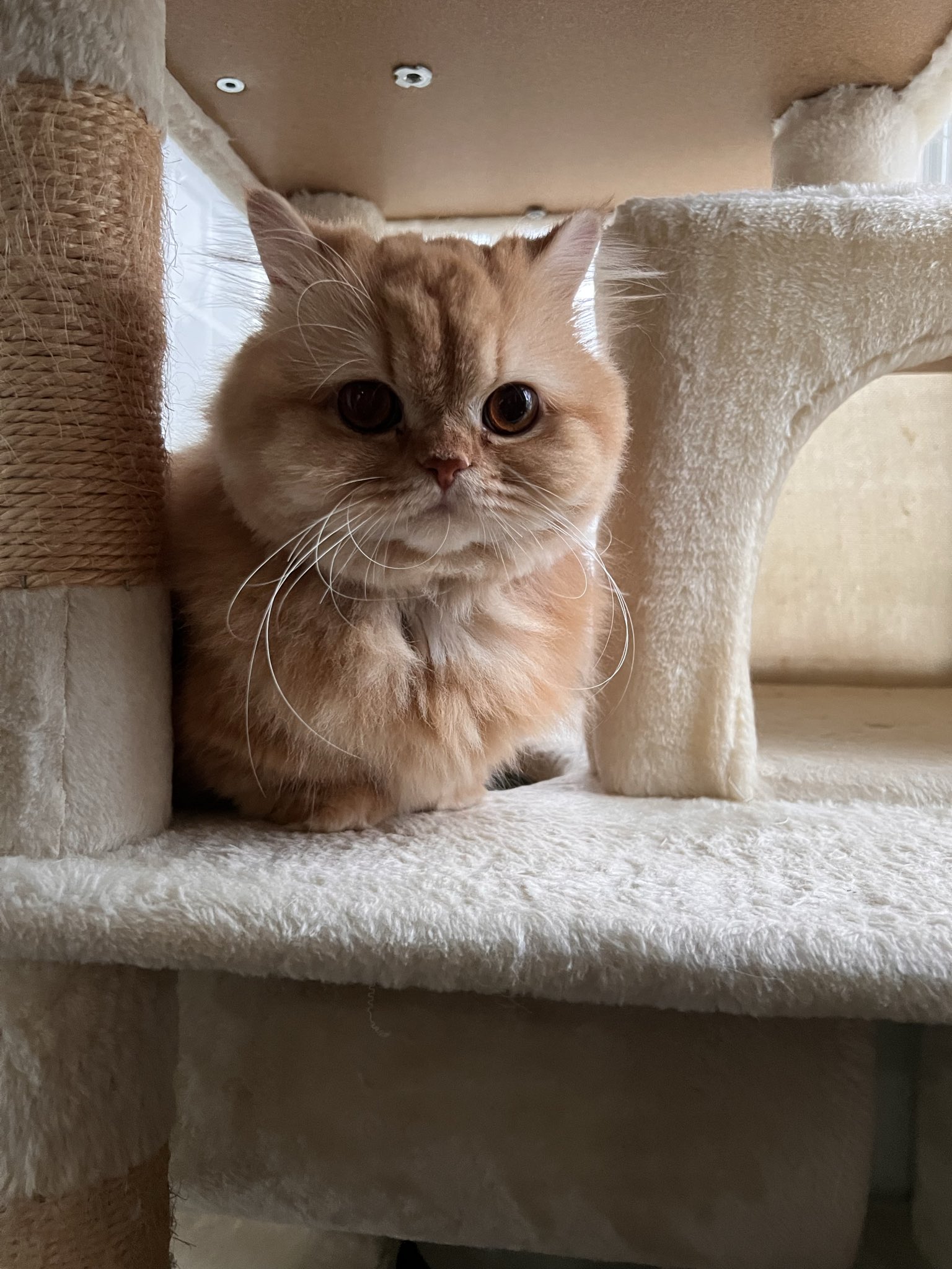 ママと愉快なfamily🐾 on X: 